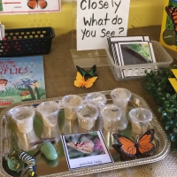 Our Butterfly Inquiry